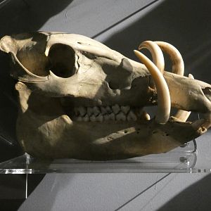 Babirusa skull