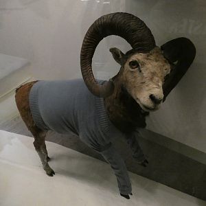 Mouflon taxidermy with a jumper on