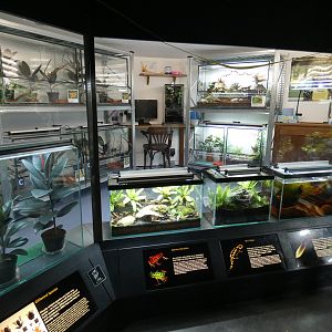 Amphibian vivarium display