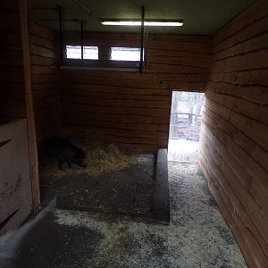 Visayan warty pig indoors 26.2.23