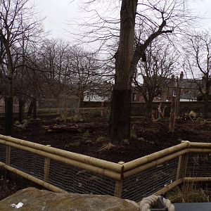 Visayan warty pig enclosure 26.2.23