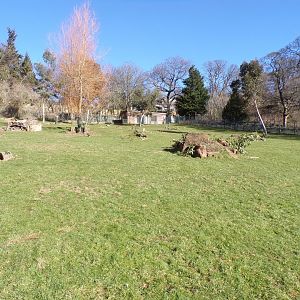 Grey kangaroo and swamp wallaby walkthrough enclosure 11.3.23