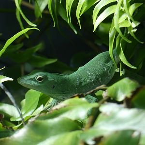 Giant green anole