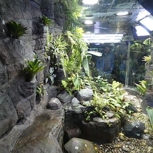 Giant green anole and variable harlequin toad enclosure