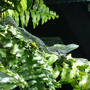 Giant green anole
