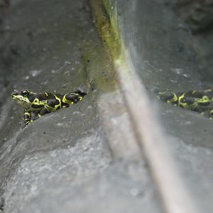 Variable harlequin toad