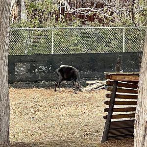 Yellow-backed Duiker