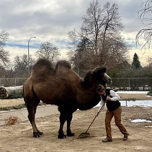 Bactrian Camel with Keeper