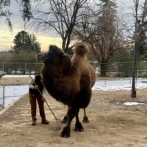 Camel herding Keeper