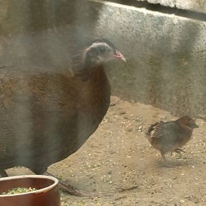 Vietnamese crested argus
