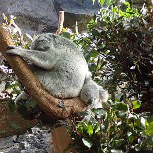 Koala with joey  11.3.23