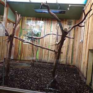 One of the male koala enclosures  11.3.23