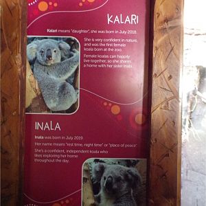 Female koala signage  11.3.23
