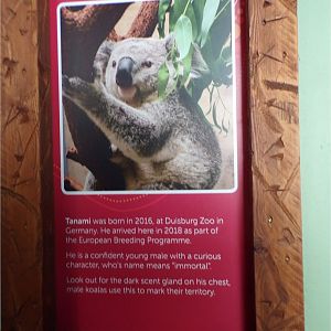 Male koala signage  11.3.23