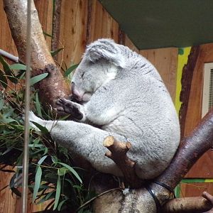 Male koala “Tanami”  11.3.23