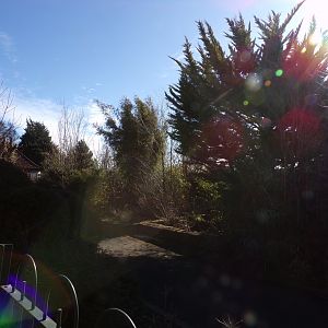 Former bird aviaries  11.3.23