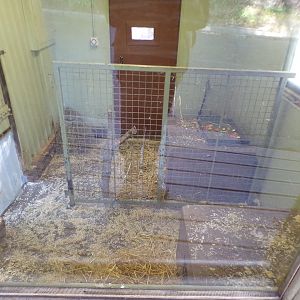 Southern pudu and Azara’s agouti indoors  11.3.23