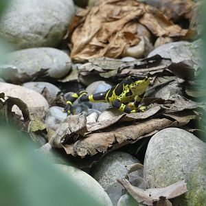 Variable harlequin toad