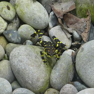 Variable harlequin toad