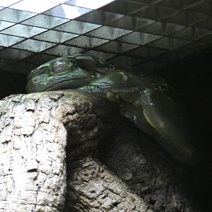 Magnificent tree frog