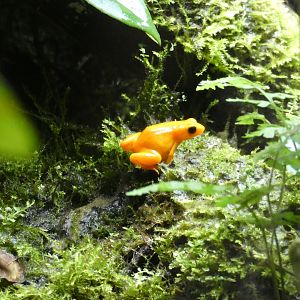 Golden mantella
