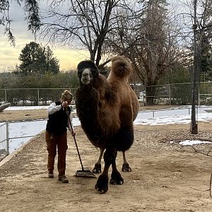 Bactrian Camel Exhibit Upkeep