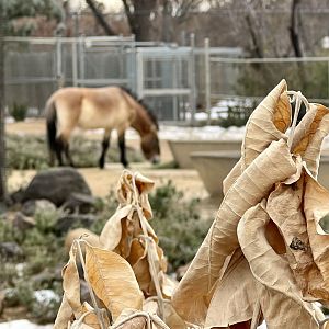 Focus Foreground - Frosted Leaves