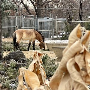 Focus Background - Pzewalski’s Horse