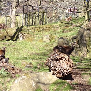 Visayan spotted deer and fawn  11.3.23