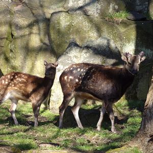 Visayan spotted deer and fawn  11.3.23