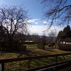 Banteng enclosure  11.3.23