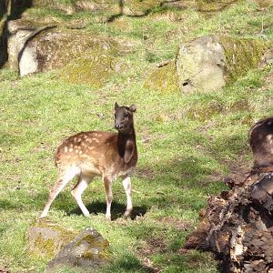 Visayan spotted deer fawn  11.3.23