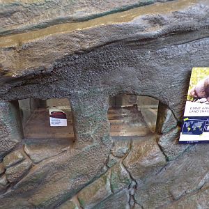 Empty Tanzanian millipede/ giant African land snail terrarium  11.3.23