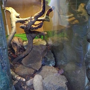 Nelson’s milksnake enclosure  11.3.23