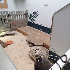 Pancake tortoise enclosure  11.3.23