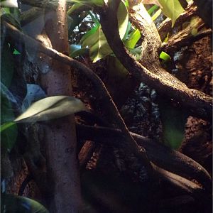 Henkel’s leaf-tailed gecko enclosure  11.3.23