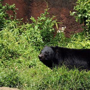 Japanese black bear