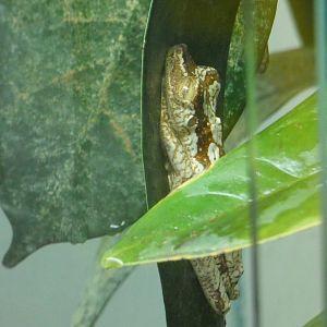 Pictured tree frog