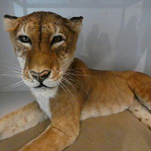 Tigon from Belle Vue