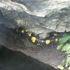 Corsican fire salamander