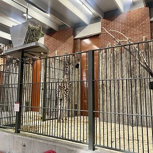 Giraffe Building-Interior