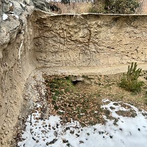 Brown Bear Wintering Den