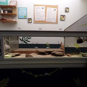 Pancake tortoise enclosure  11.3.23