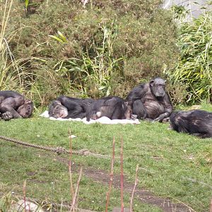 Chimpanzees  11.3.23