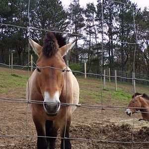 Prezwalski’s horses  22.4.23