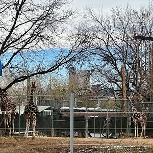 Giraffes