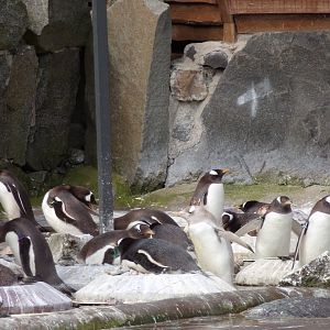 Gentoo penguins   22.4.23