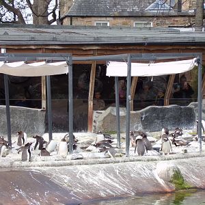 Gentoo penguins   22.4.23