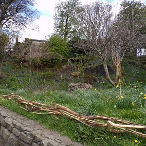 Former snowy owl aviary  22.4.23