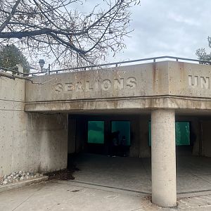 Sea Lion Underwater Viewing